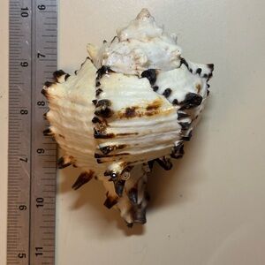 REAL!!! Unique Black and Cream Murex Seashell